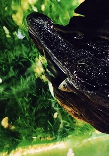 魚2.jpg